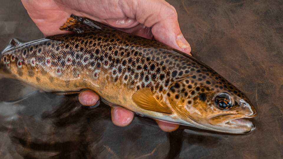 manual override of alt text